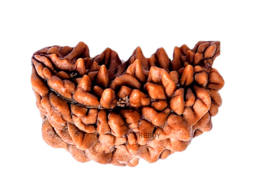 1 Mukhi Rudraksha Bead Lab Certified Original Ek Mukhi Rudraksha for Men and Women, Origin Indian, Color Brown