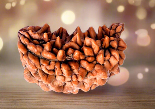 1 Mukhi Rudraksha Bead Lab Certified Original Ek Mukhi Rudraksha for Men and Women, Origin Indian, Color Brown