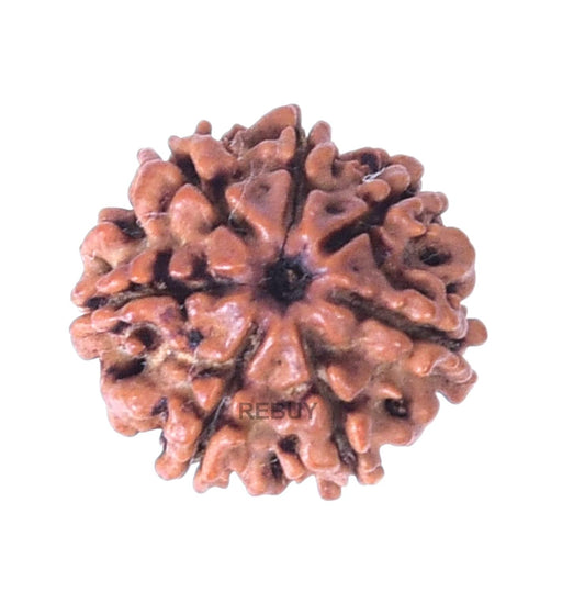 7 Mukhi Nepali Rudraksha 20-25mm Bead Original Lab Certified Natural Rudraksh BY REBUY