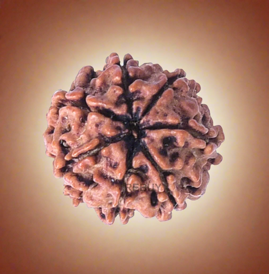 7 Mukhi Nepali Rudraksha 20-25mm Bead Original Lab Certified Natural Rudraksh BY REBUY