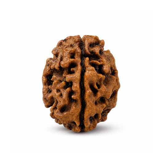 3 Mukhi Rudraksha – Sacred Symbol of Harmony, Unity, Relationships & Togetherness
