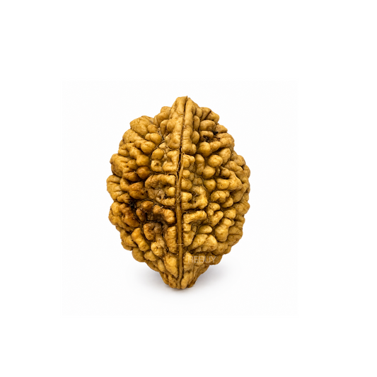 2 Mukhi Rudraksha – Symbol of Harmony, Unity & Emotional Balance